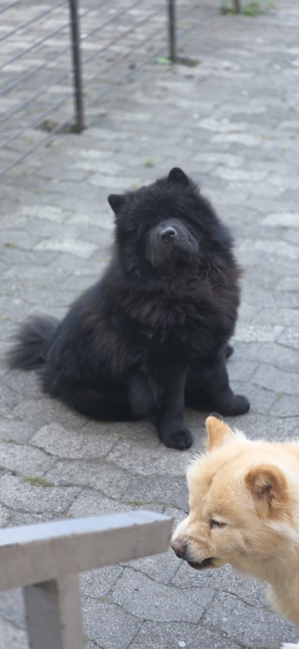 Cookie sucht ein neues Zuhause