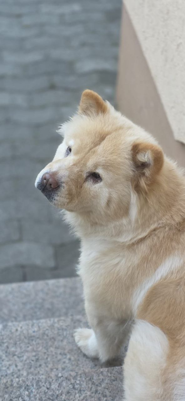 Cookie sucht ein neues Zuhause